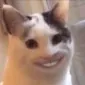 saltydennis